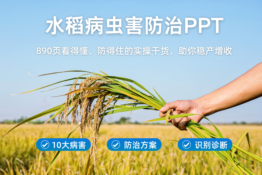水稻病虫害防治实操PPT课件，助你稳产增收，田头农技站都在用